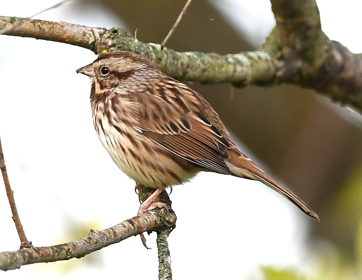Song Sparrow - ML641942958