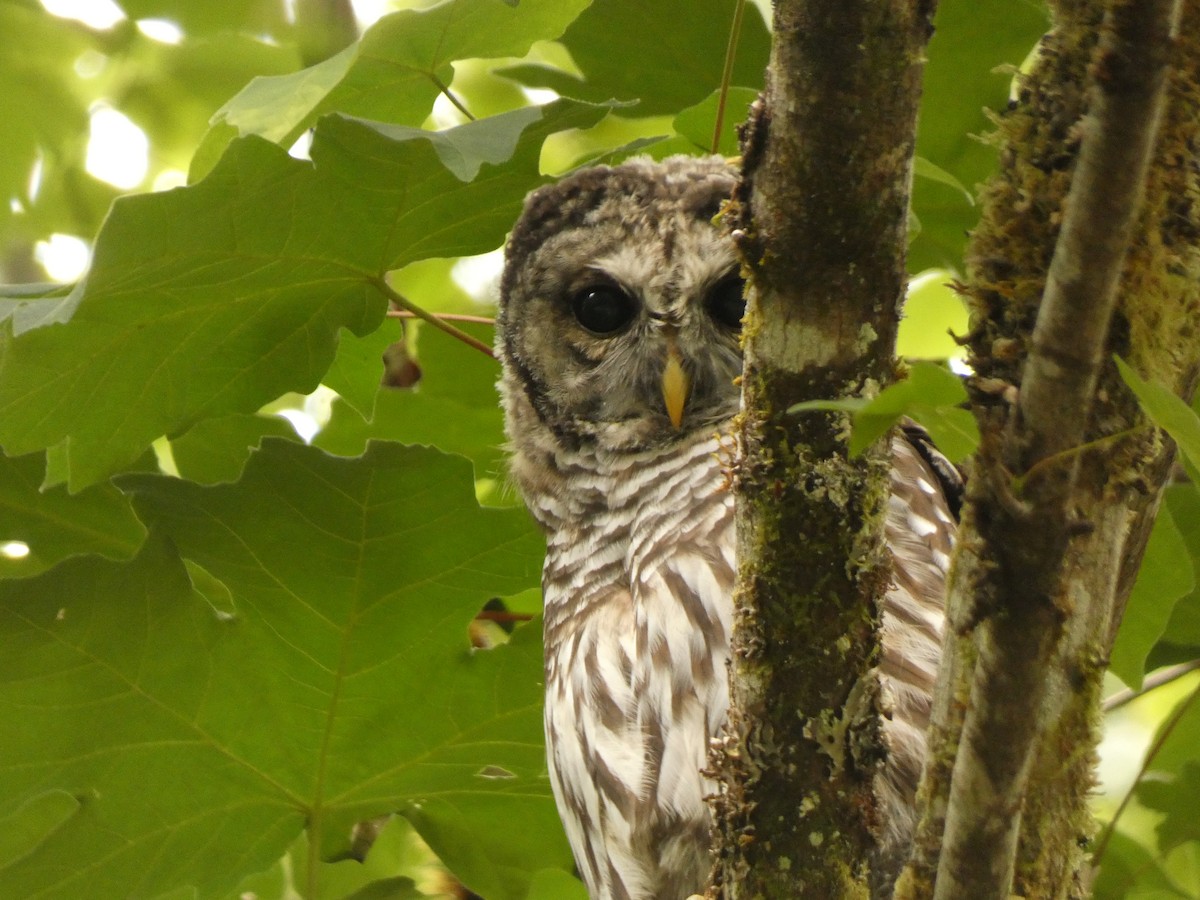 Barred Owl - ML641942968
