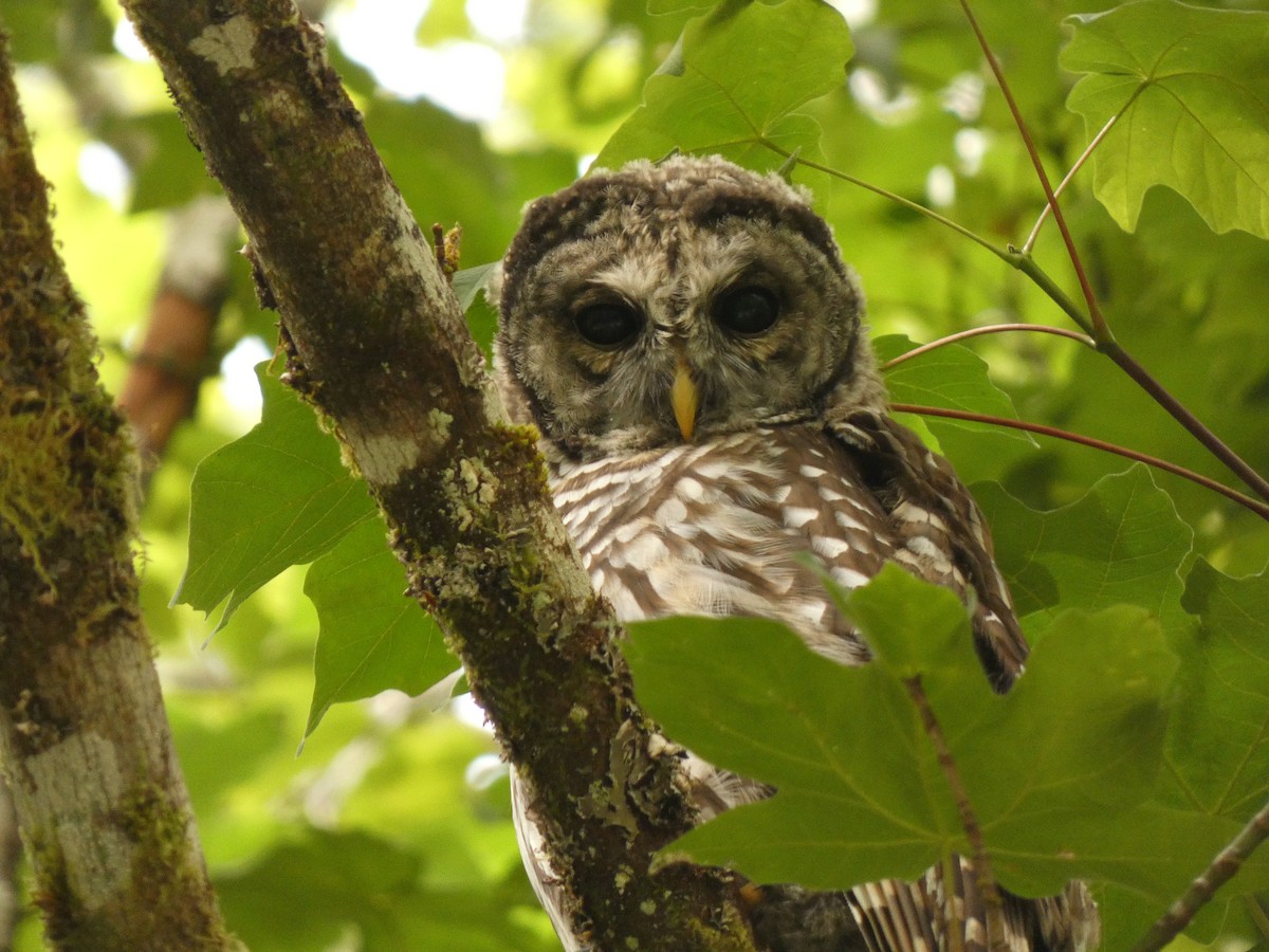 Barred Owl - ML641942975