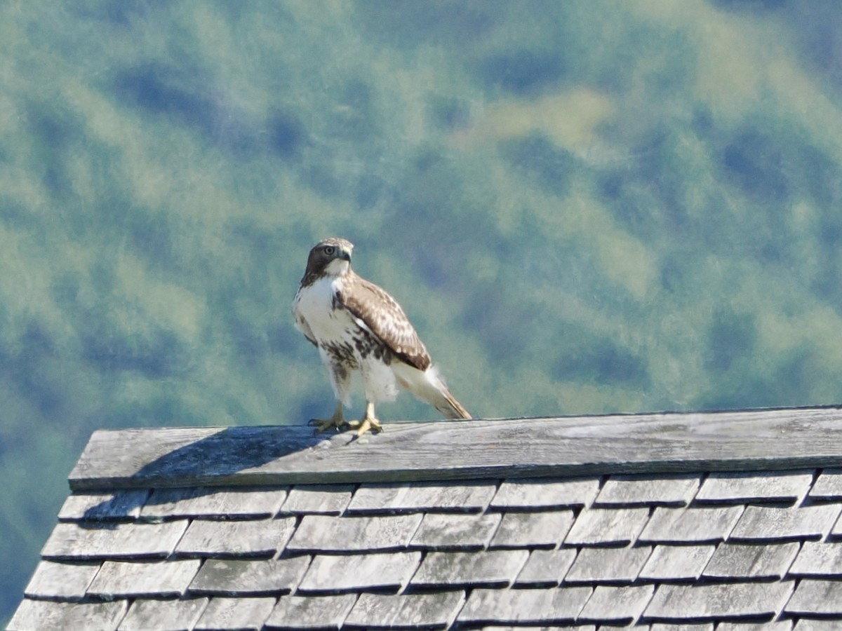 Red-tailed Hawk - ML641943013