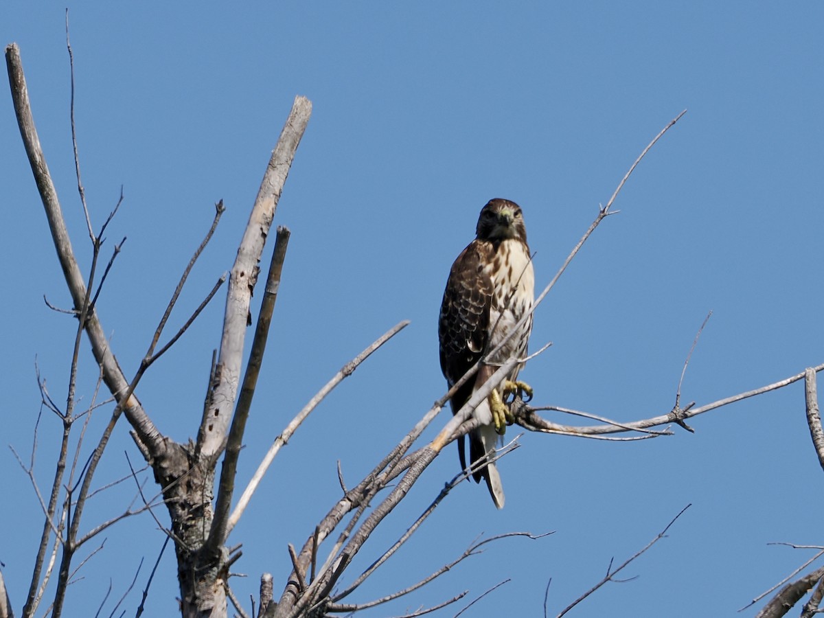 Red-tailed Hawk - ML641943014