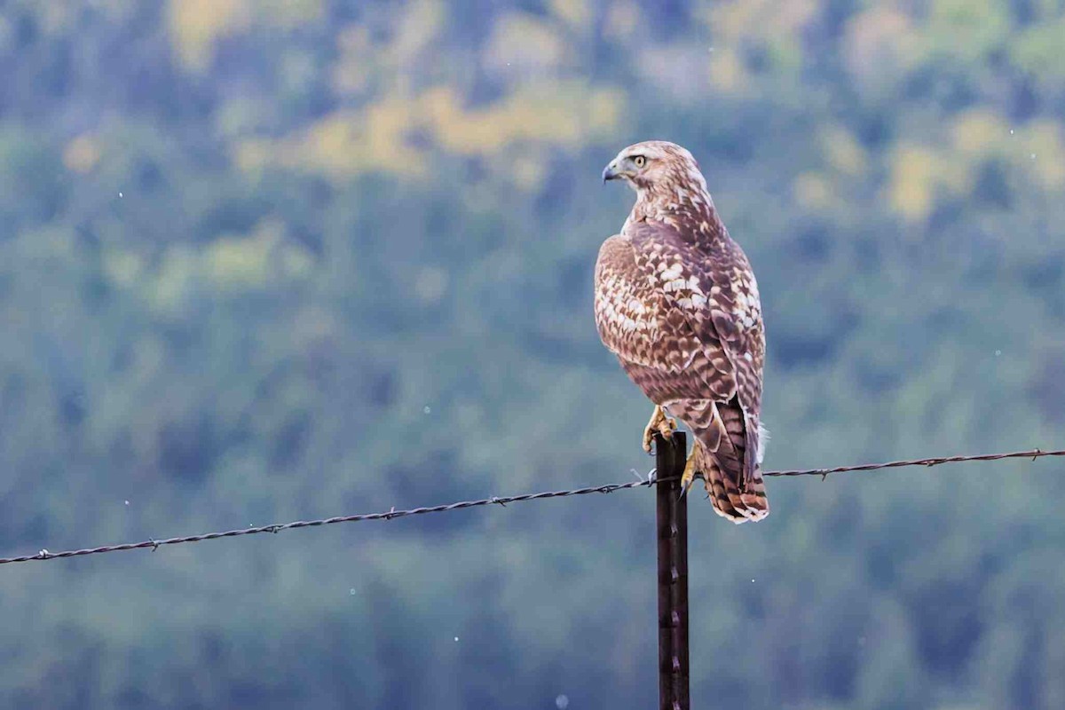 Red-tailed Hawk (calurus/alascensis) - ML641943015