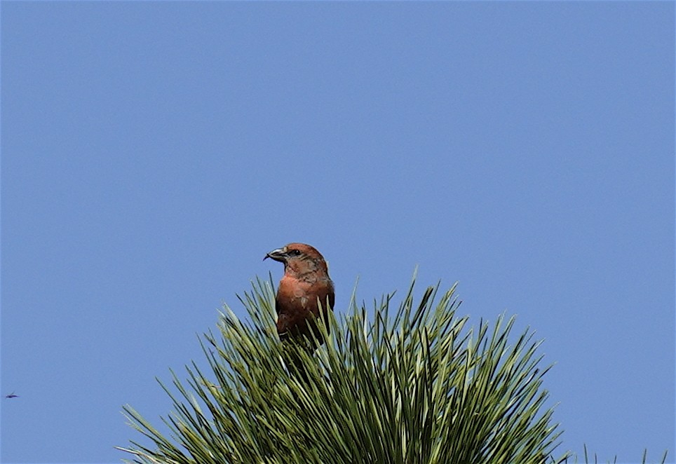 Crociere comune - ML641943021