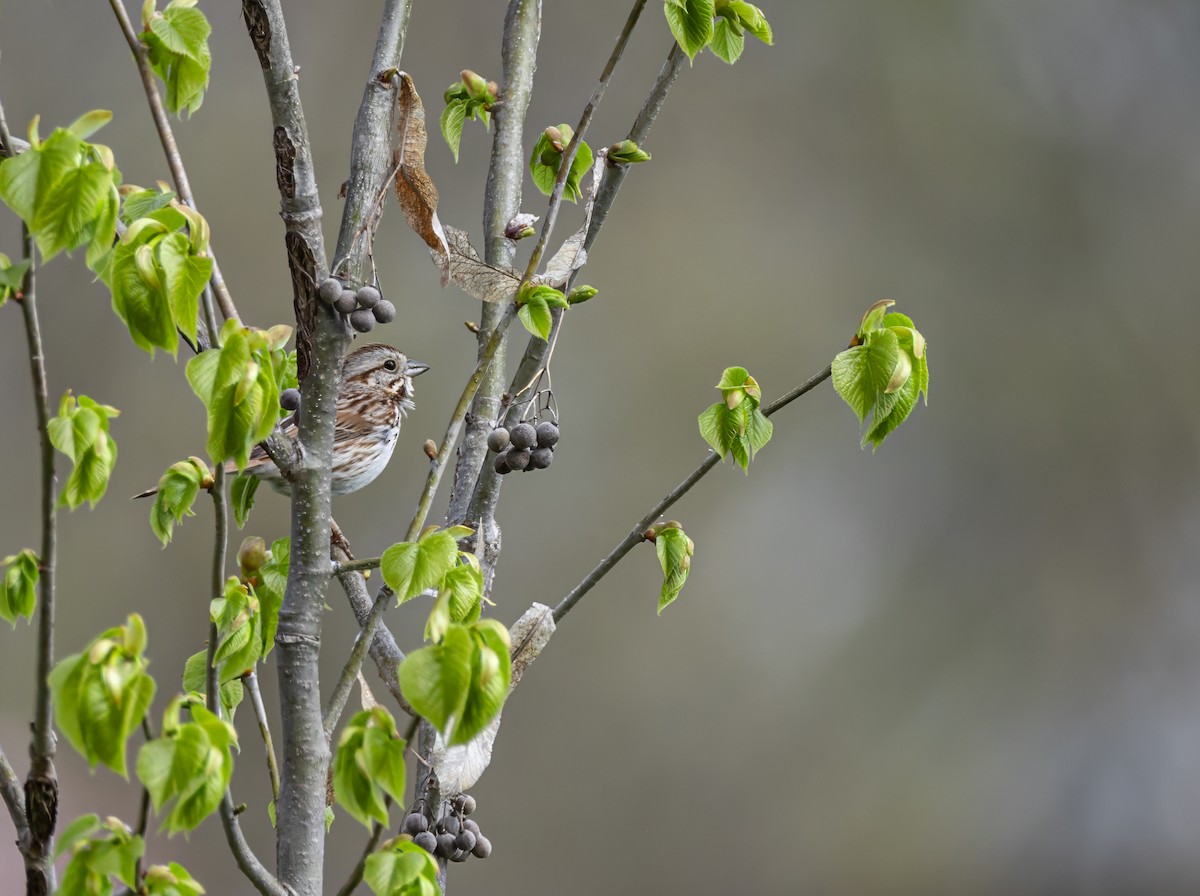 Song Sparrow - ML641943064