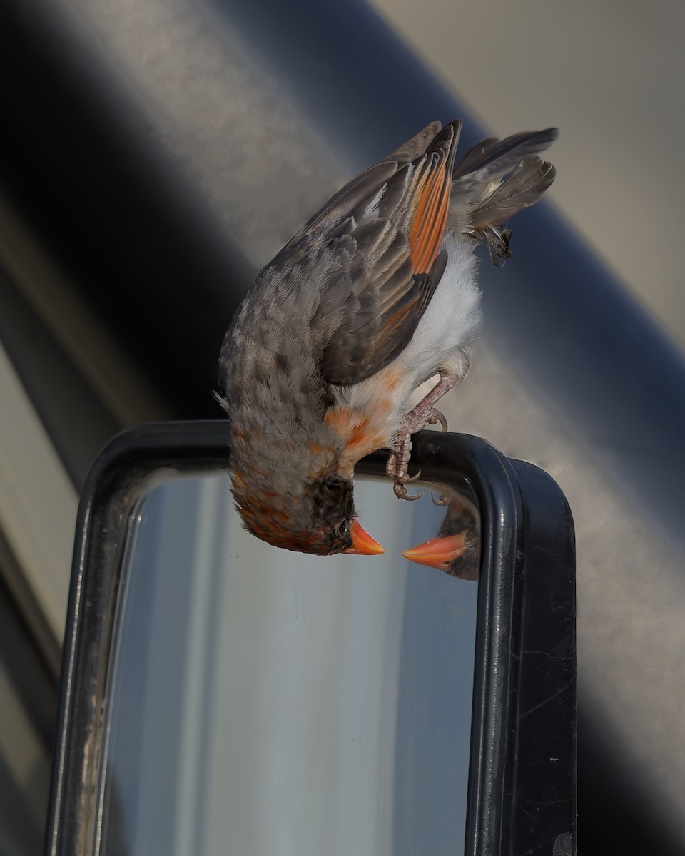 Red-headed Weaver - ML641943068