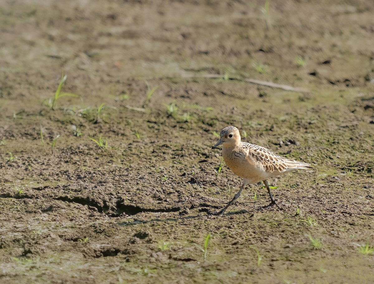 黃胸鷸 - ML641943073