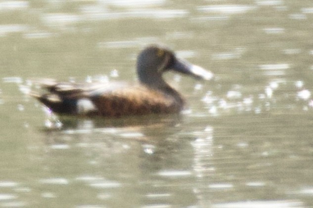 Australasian Shoveler - ML641943106