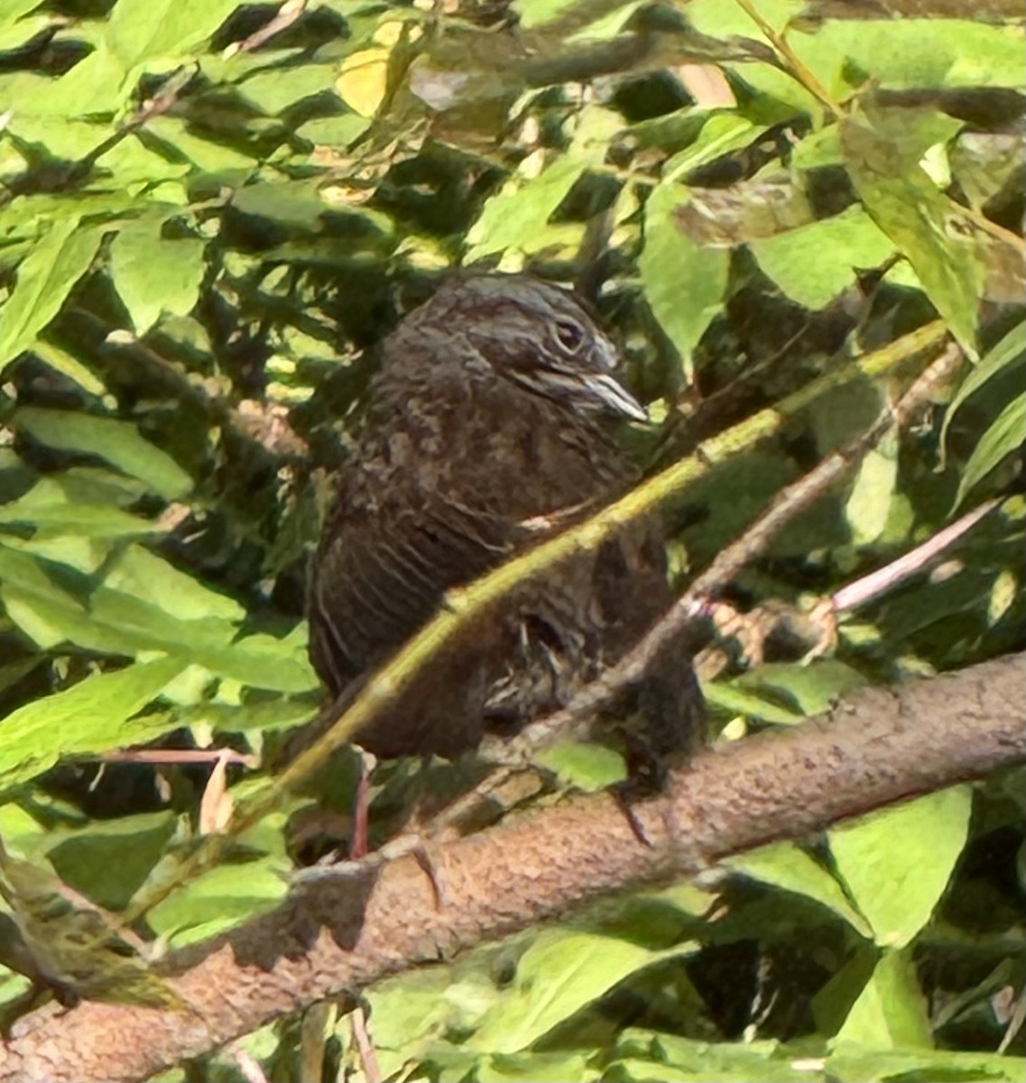 Song Sparrow - ML641943115