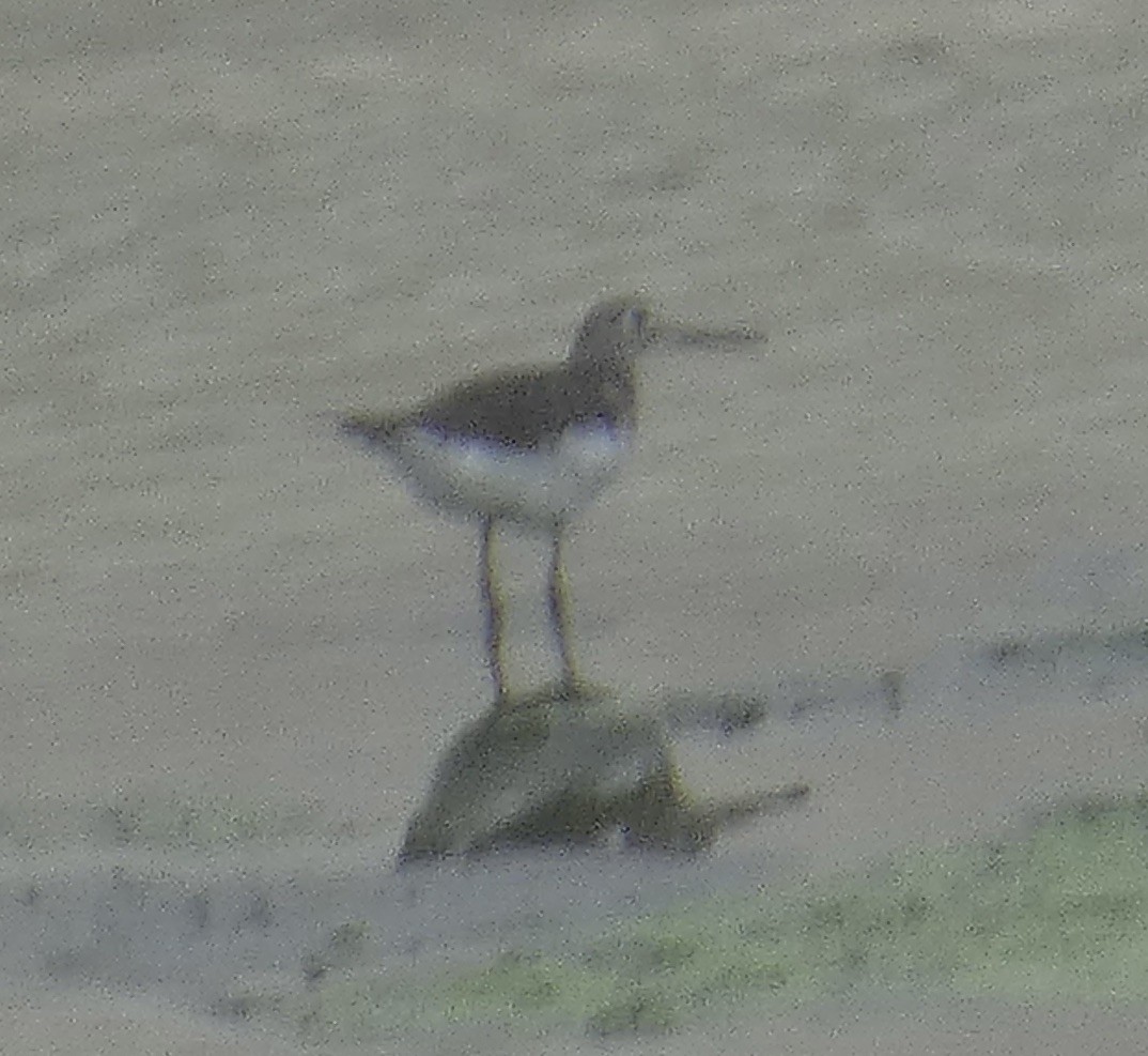 Solitary Sandpiper - ML641943121