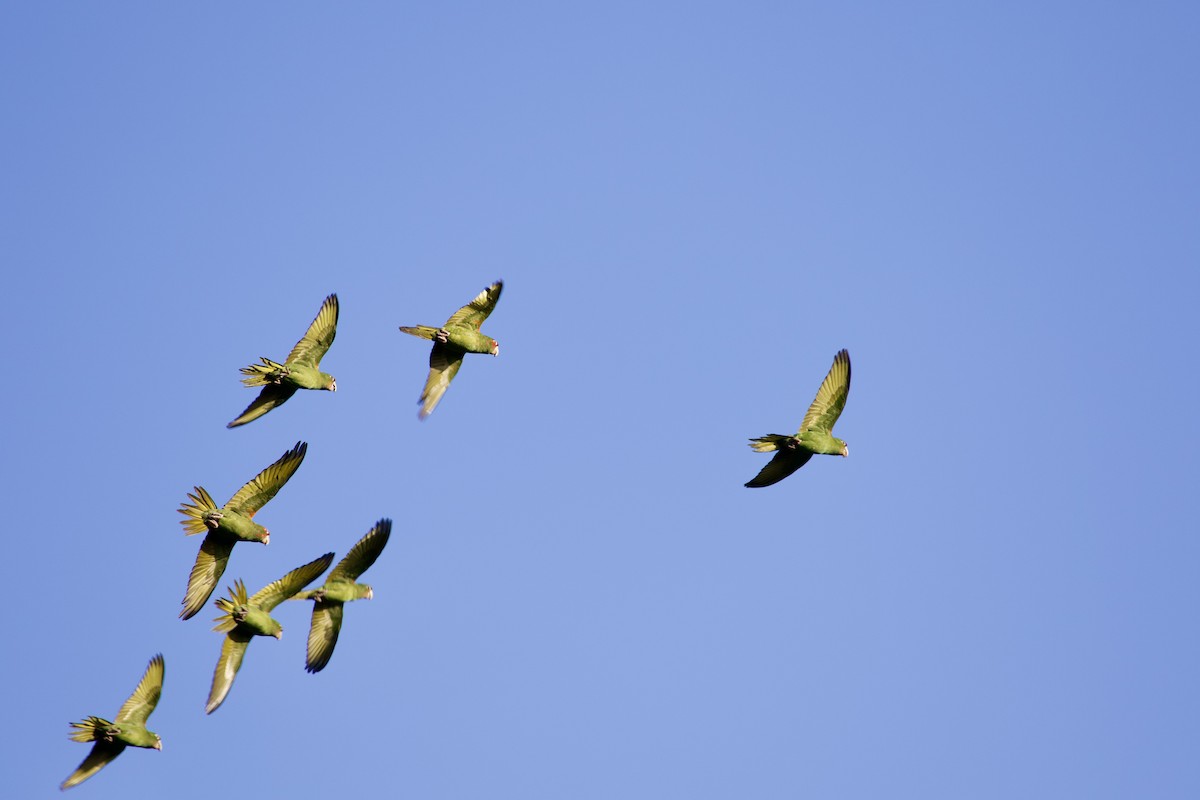 Mitred Parakeet - ML641943123