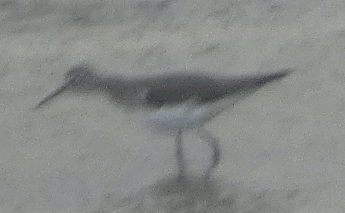 Solitary Sandpiper - ML641943141