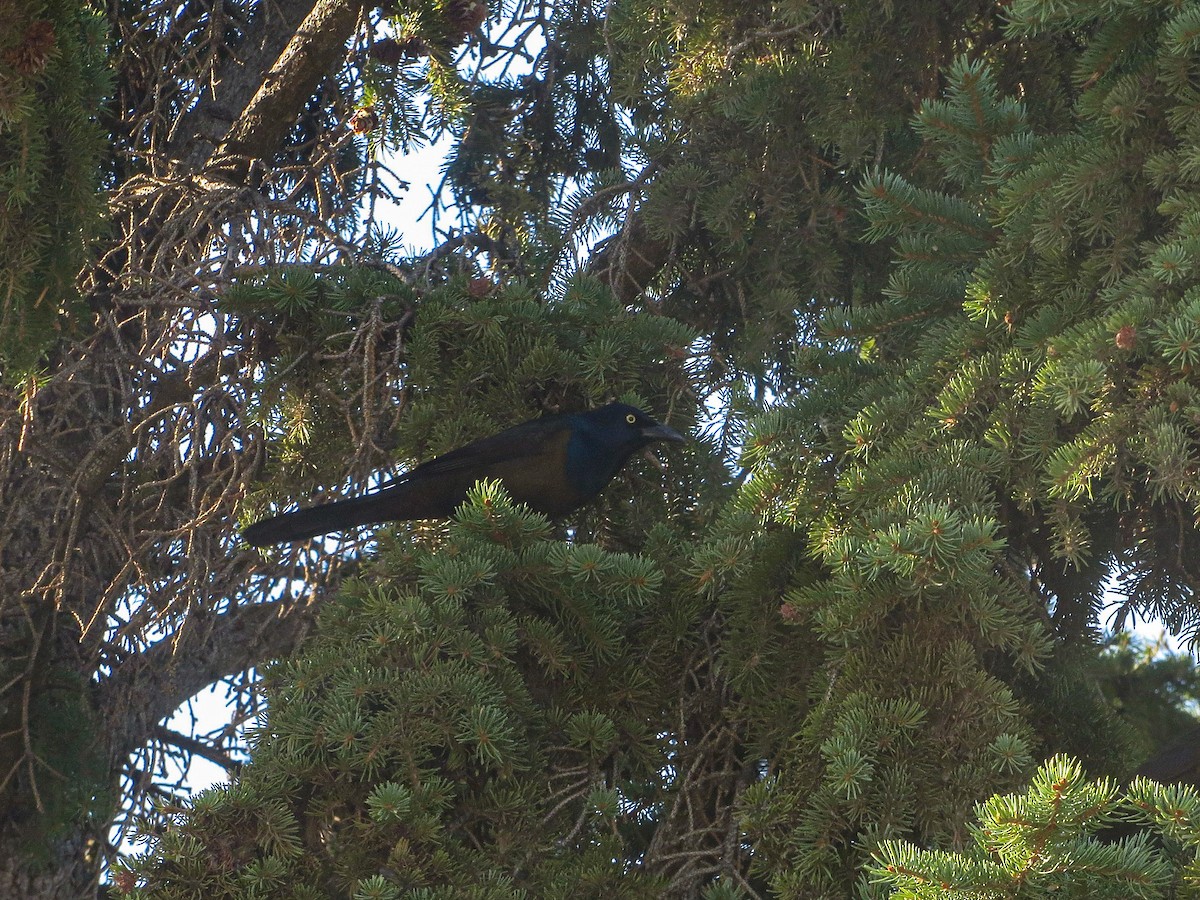 Common Grackle - ML641943142