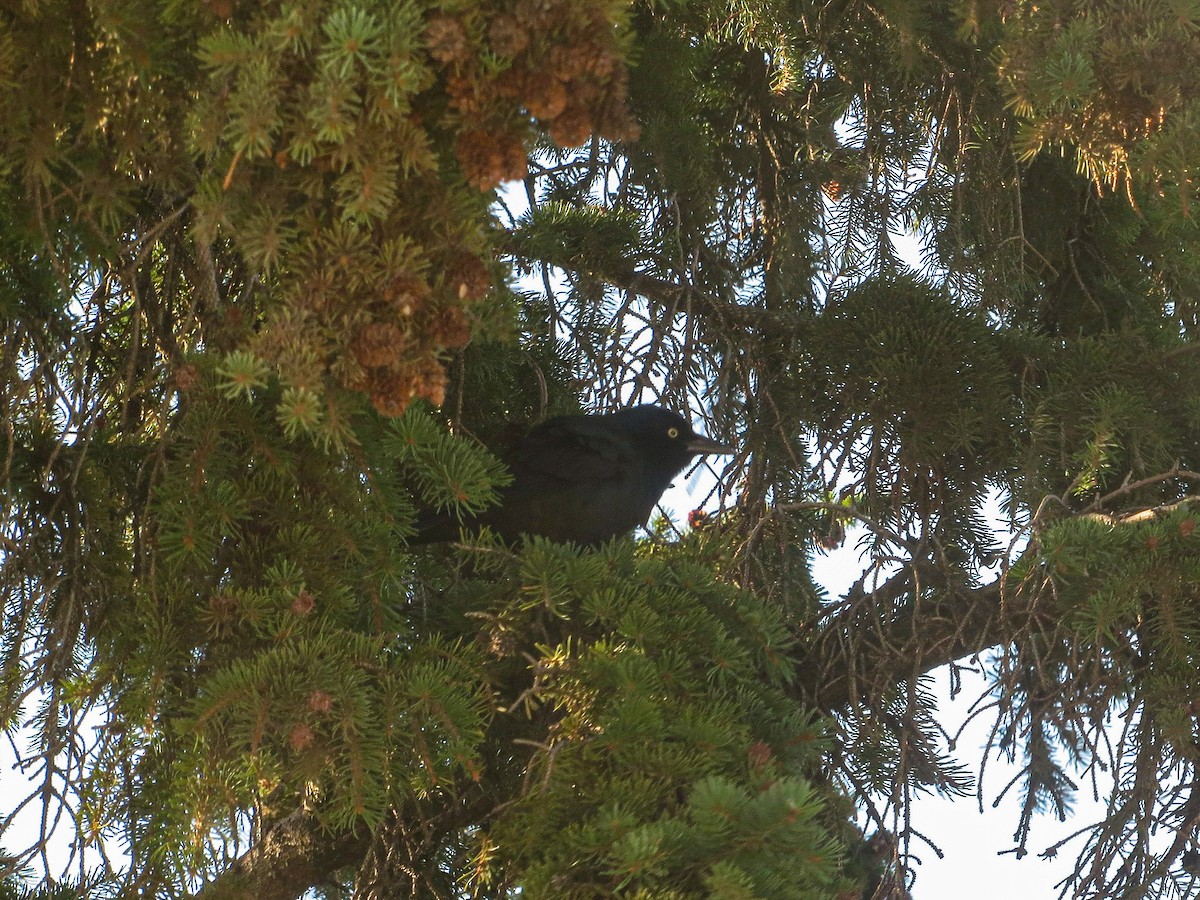 Common Grackle - ML641943143