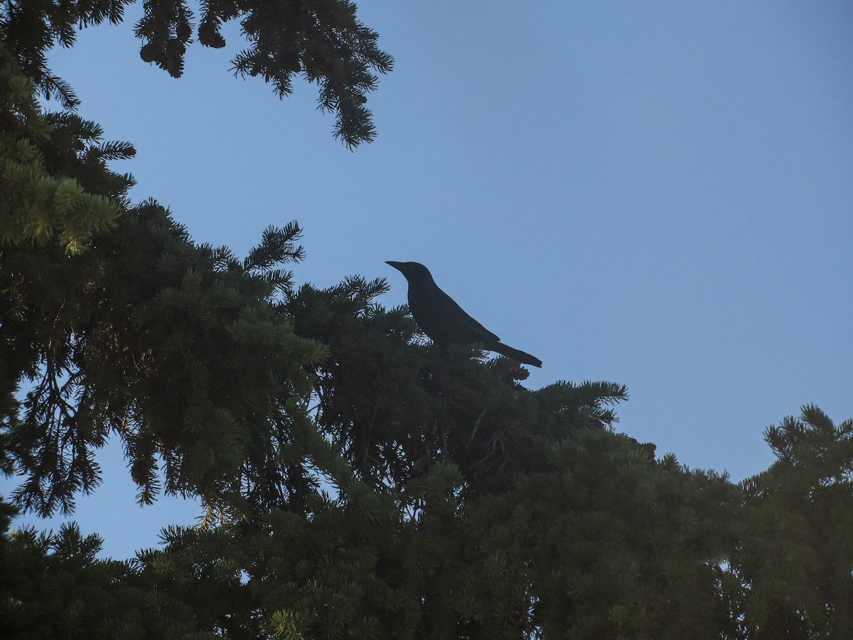 Common Grackle - ML641943144