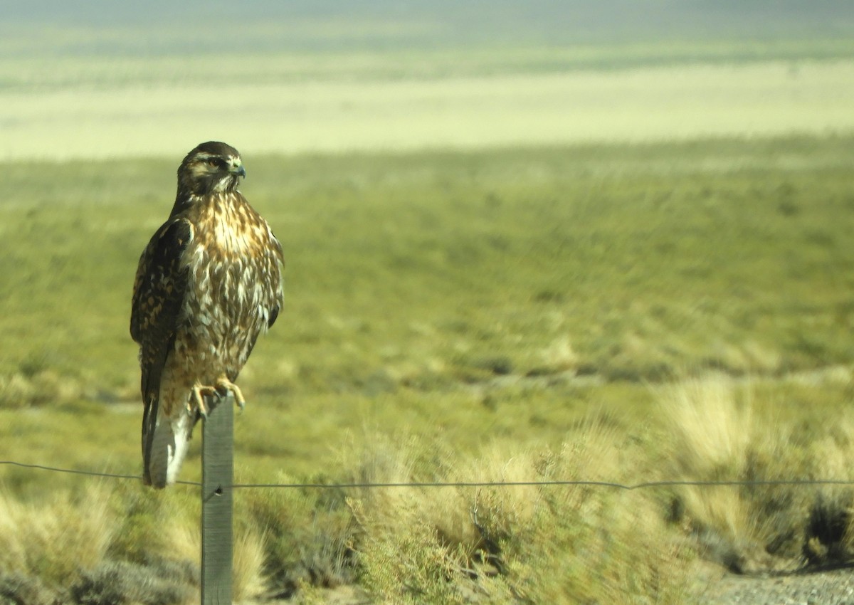 Variable Hawk - ML641943146