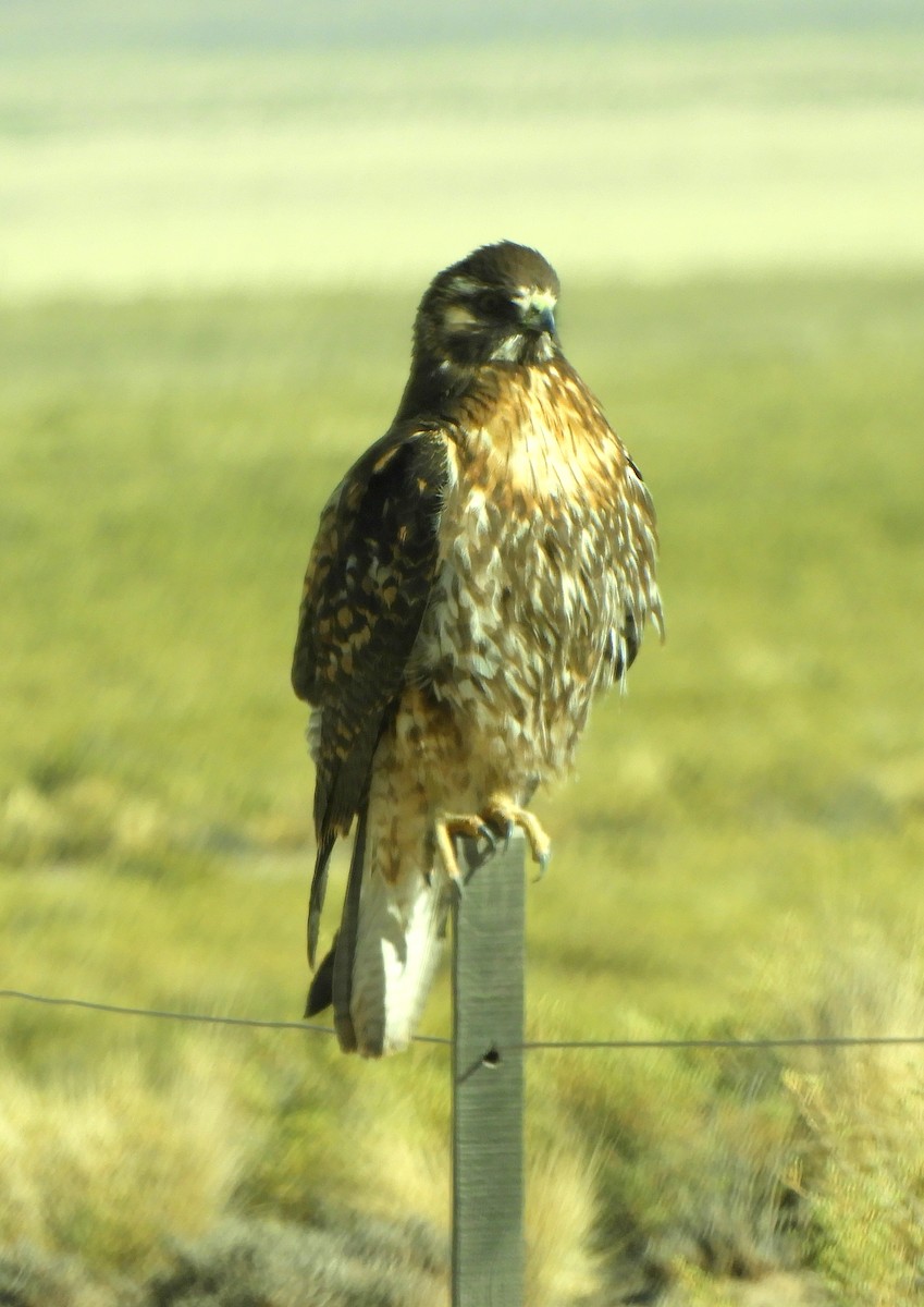 Variable Hawk - ML641943147