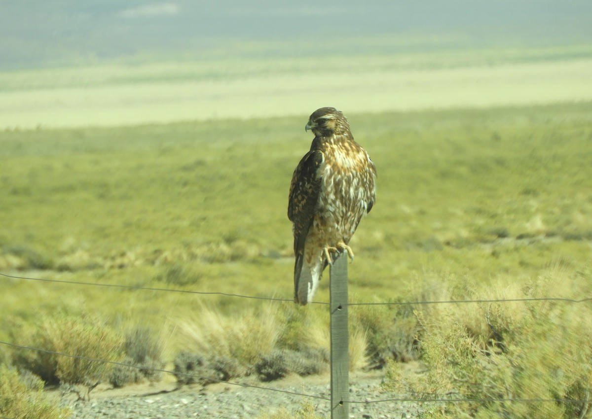 Variable Hawk - ML641943148