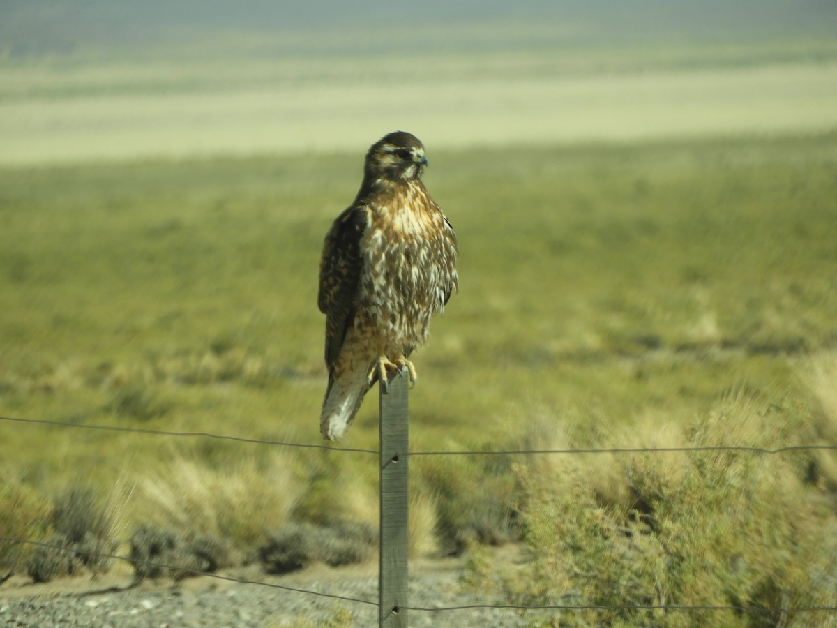 Variable Hawk - ML641943150