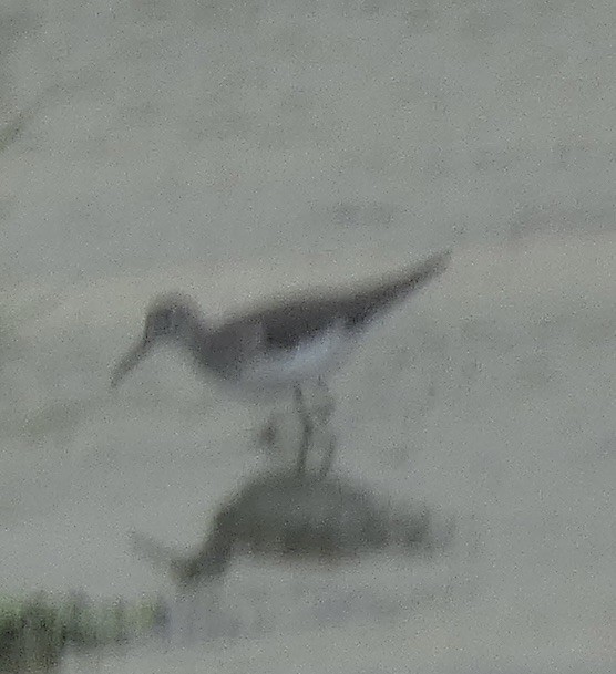Solitary Sandpiper - ML641943159