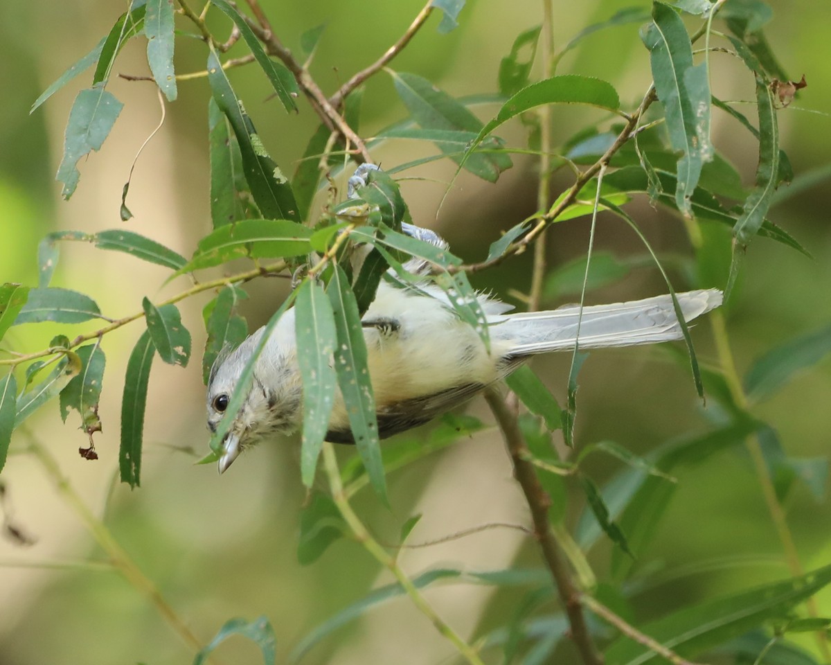 Tufted Titmouse - ML641943160