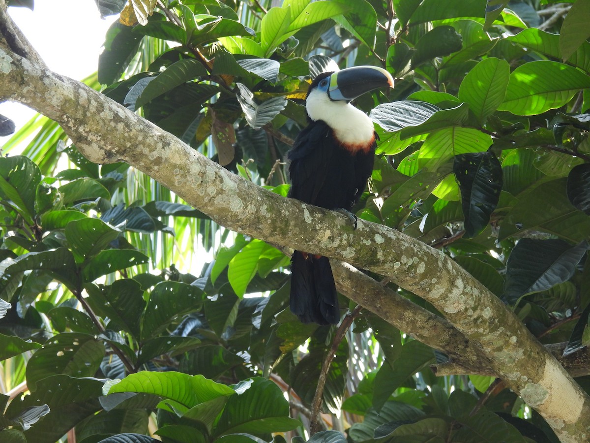 White-throated Toucan - ML641943169