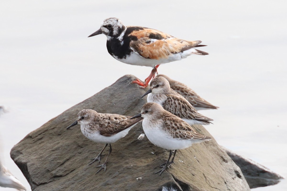 Ruddy Turnstone - ML641943184