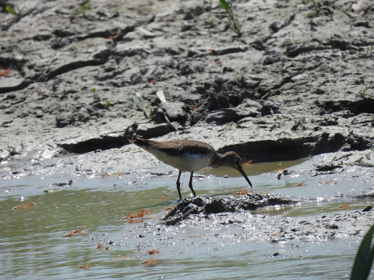 Solitary Sandpiper - ML641943188