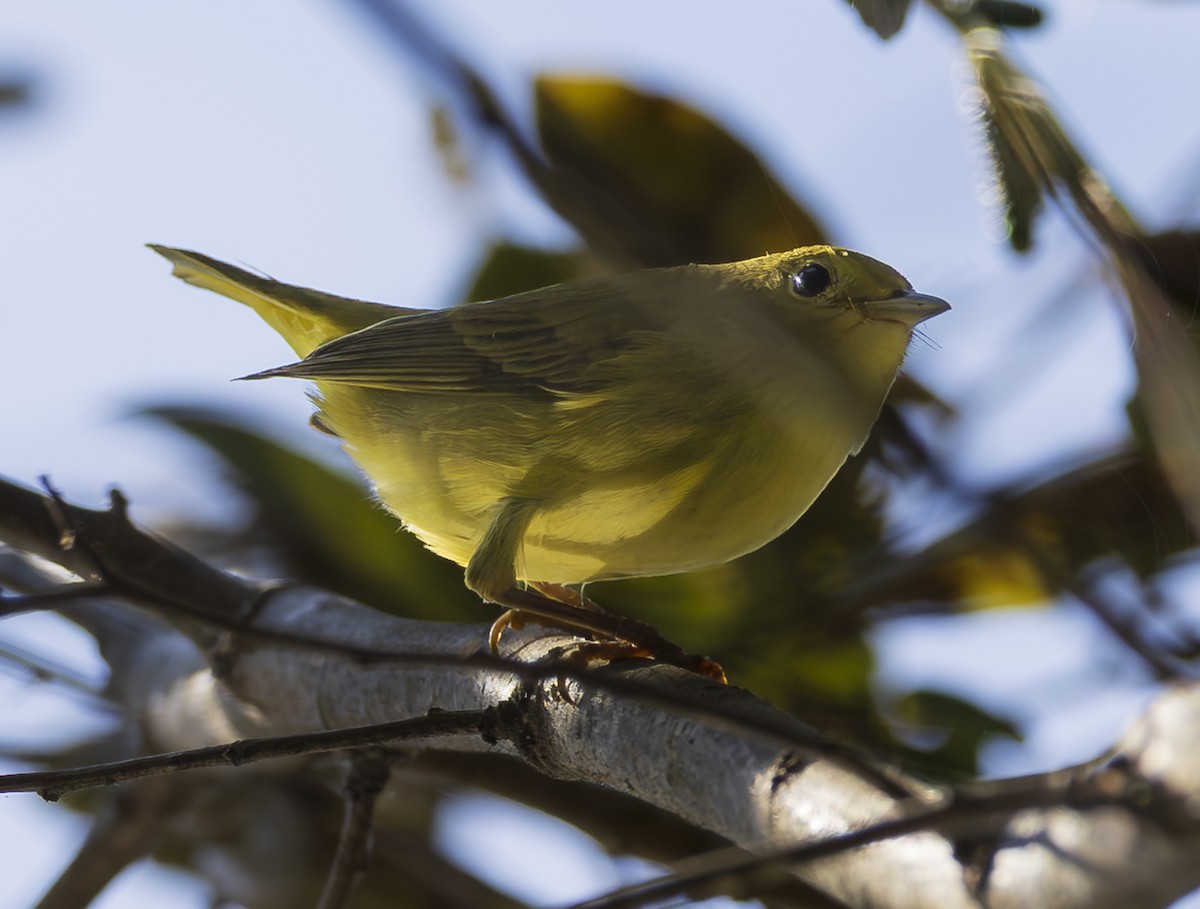 Northern Yellow Warbler - ML641943196