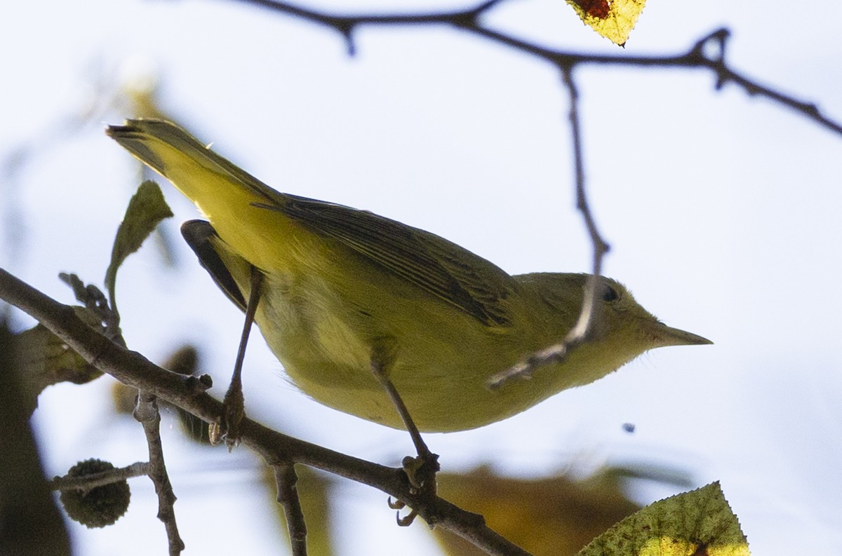 Northern Yellow Warbler - ML641943197