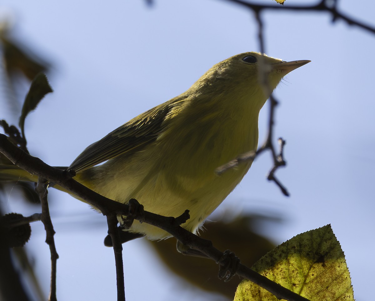 Northern Yellow Warbler - ML641943198