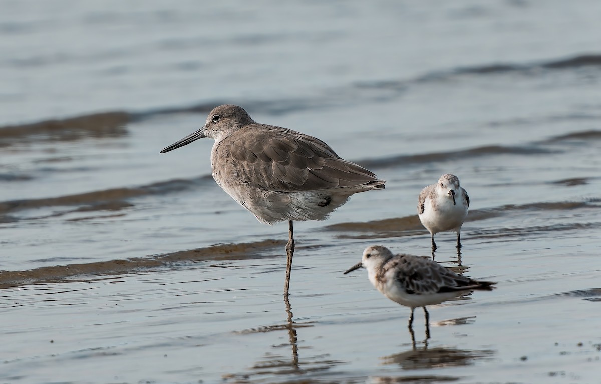 Willet - ML641943231