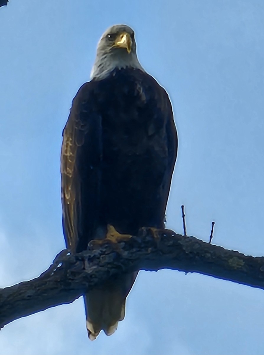 Bald Eagle - ML641943232