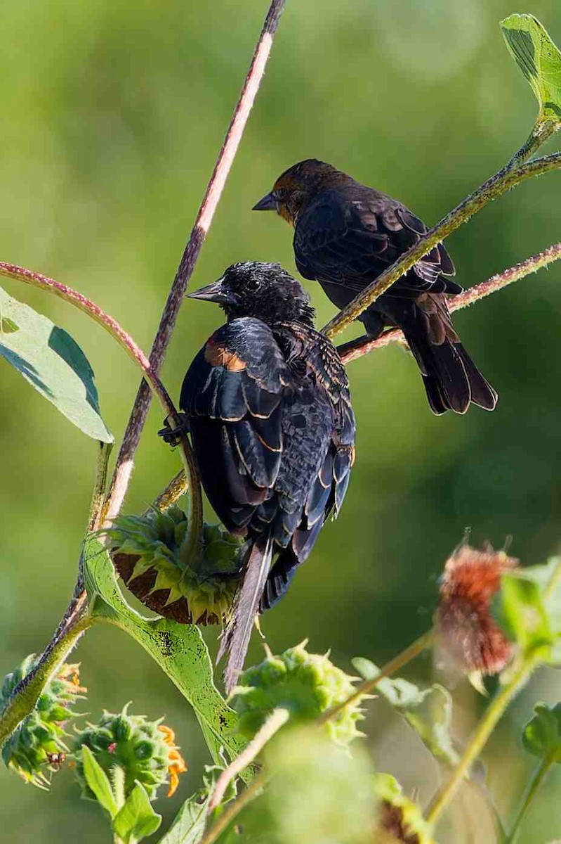 Red-winged Blackbird - ML641943239