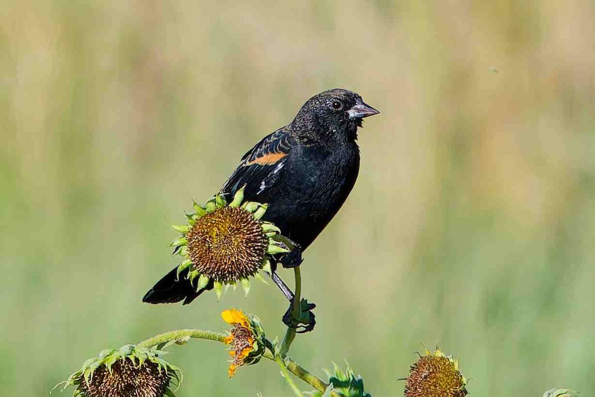 Red-winged Blackbird - ML641943240