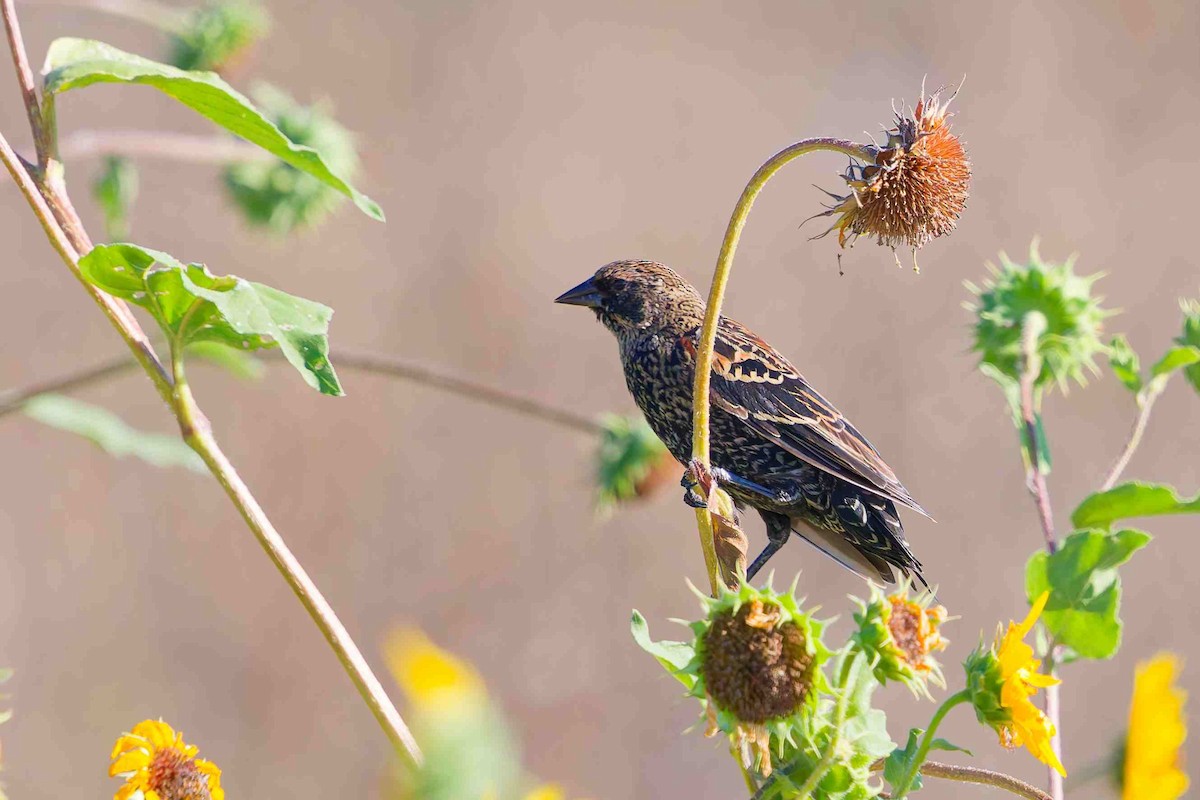 Red-winged Blackbird - ML641943241