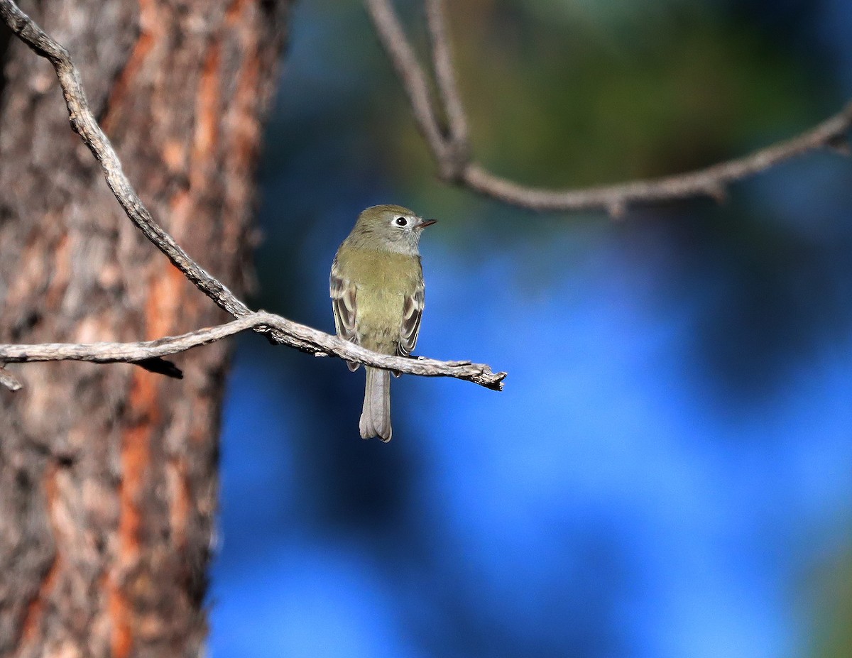 Hammond's Flycatcher - ML641943248