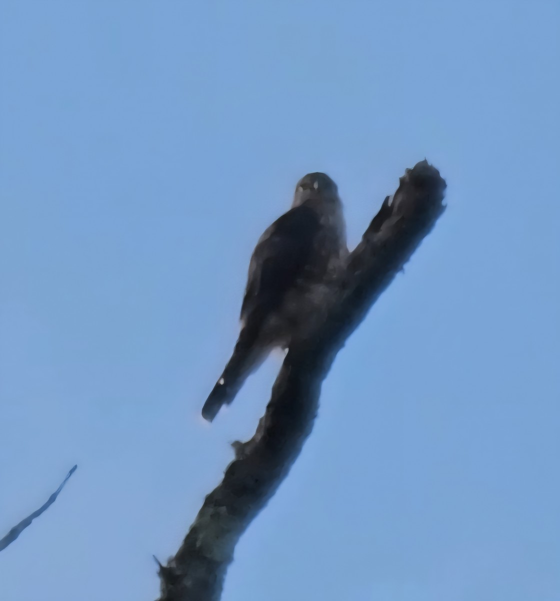 Merlin - ML641943251