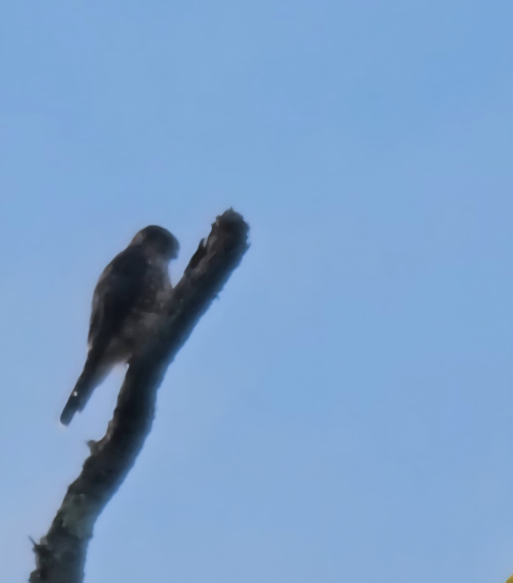 Merlin - ML641943252