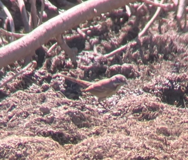 Bell's Sparrow - ML641943253