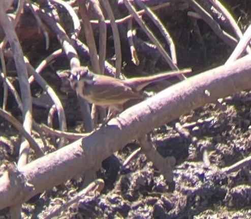 Bell's Sparrow - ML641943254