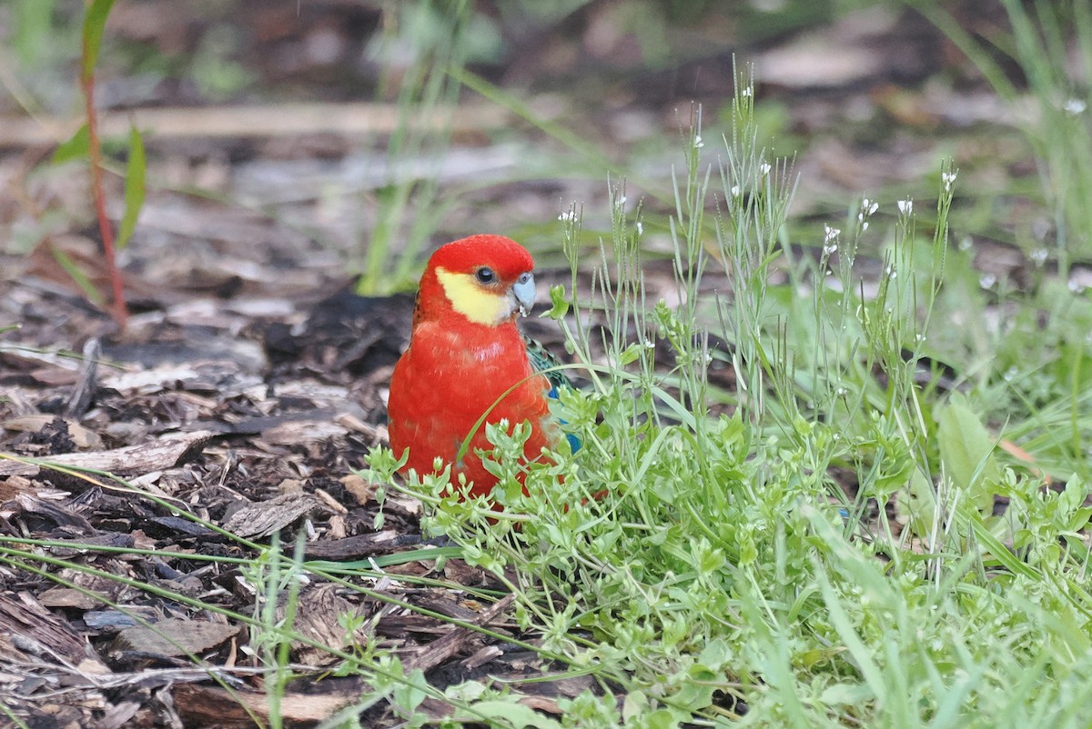 Western Rosella - ML641943257