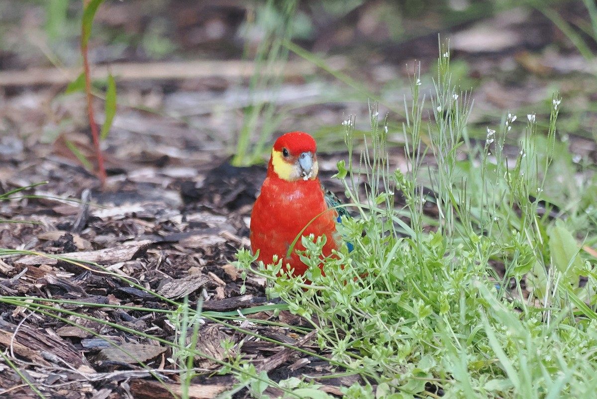 Western Rosella - ML641943258