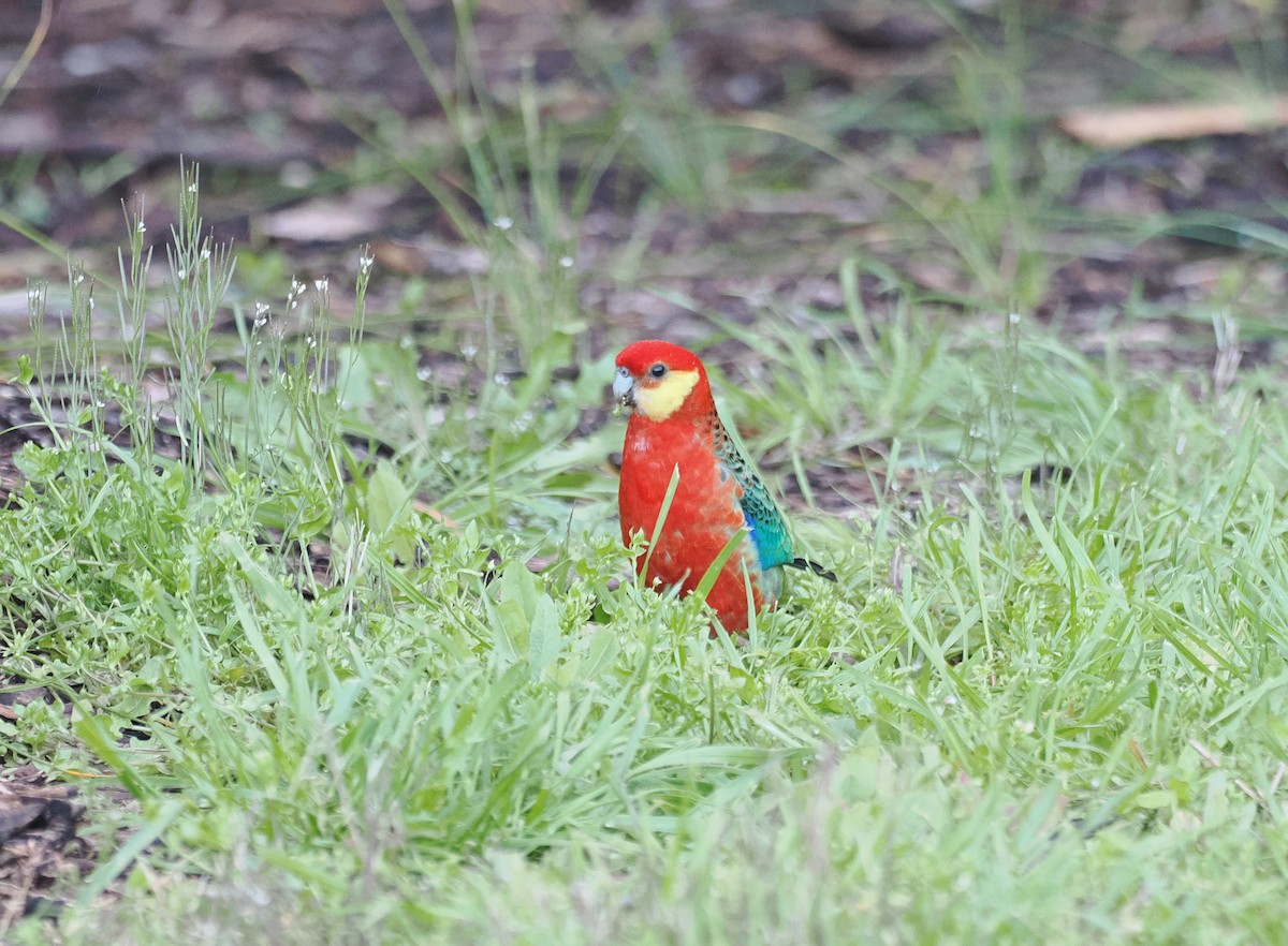 Western Rosella - ML641943259
