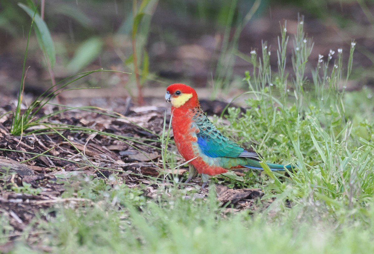 Western Rosella - ML641943260