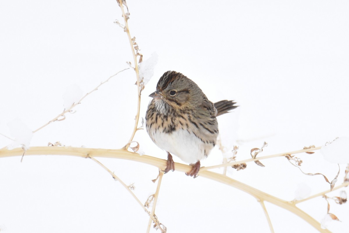 Lincoln's Sparrow - ML641943262
