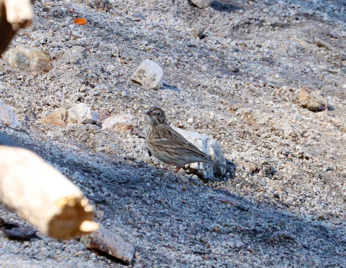 Vesper Sparrow - ML641943279