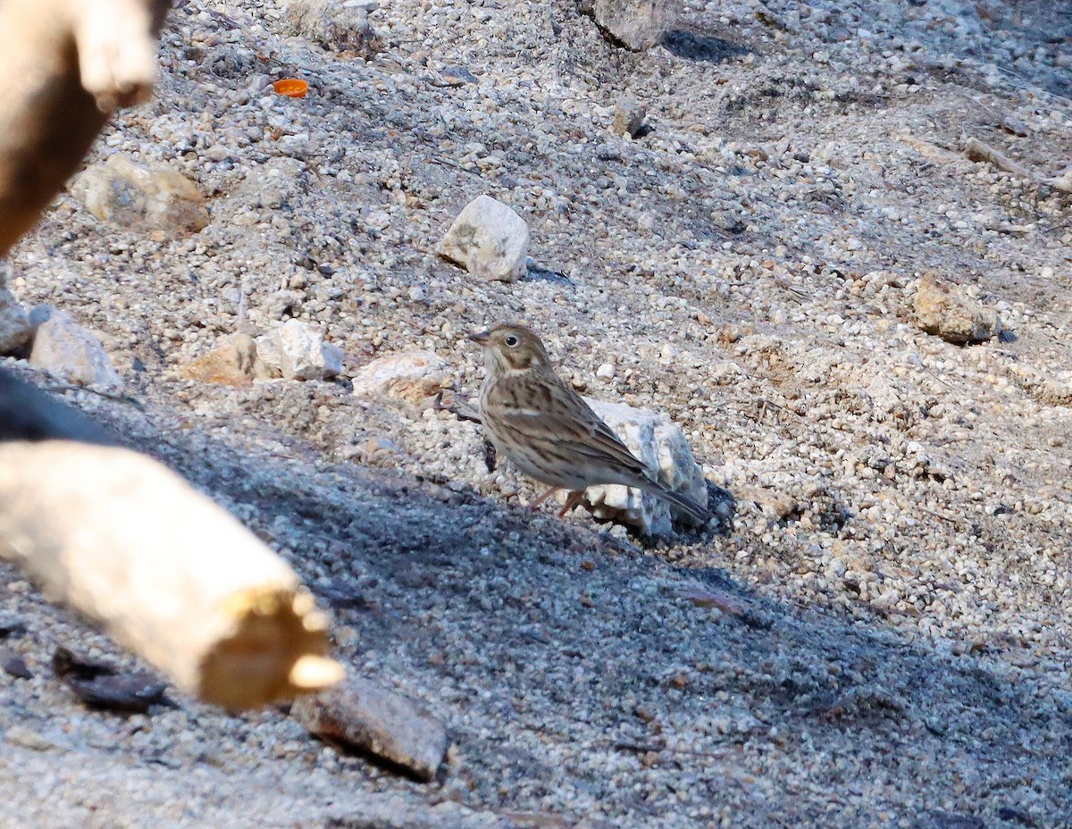 Vesper Sparrow - ML641943280