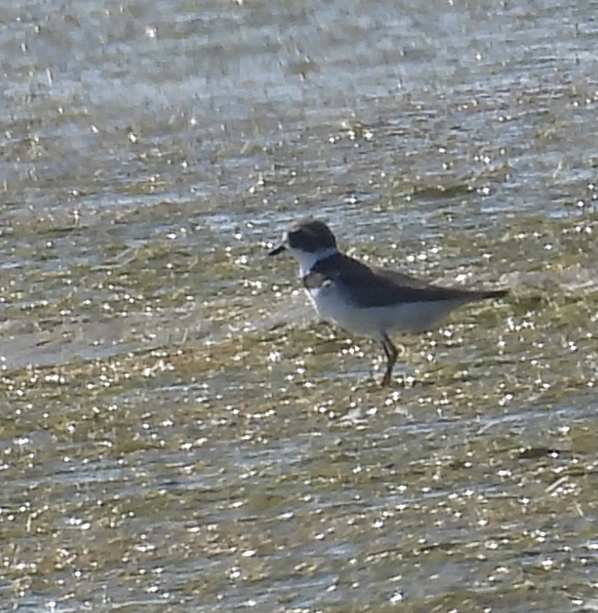 Semipalmated Plover - ML641943281