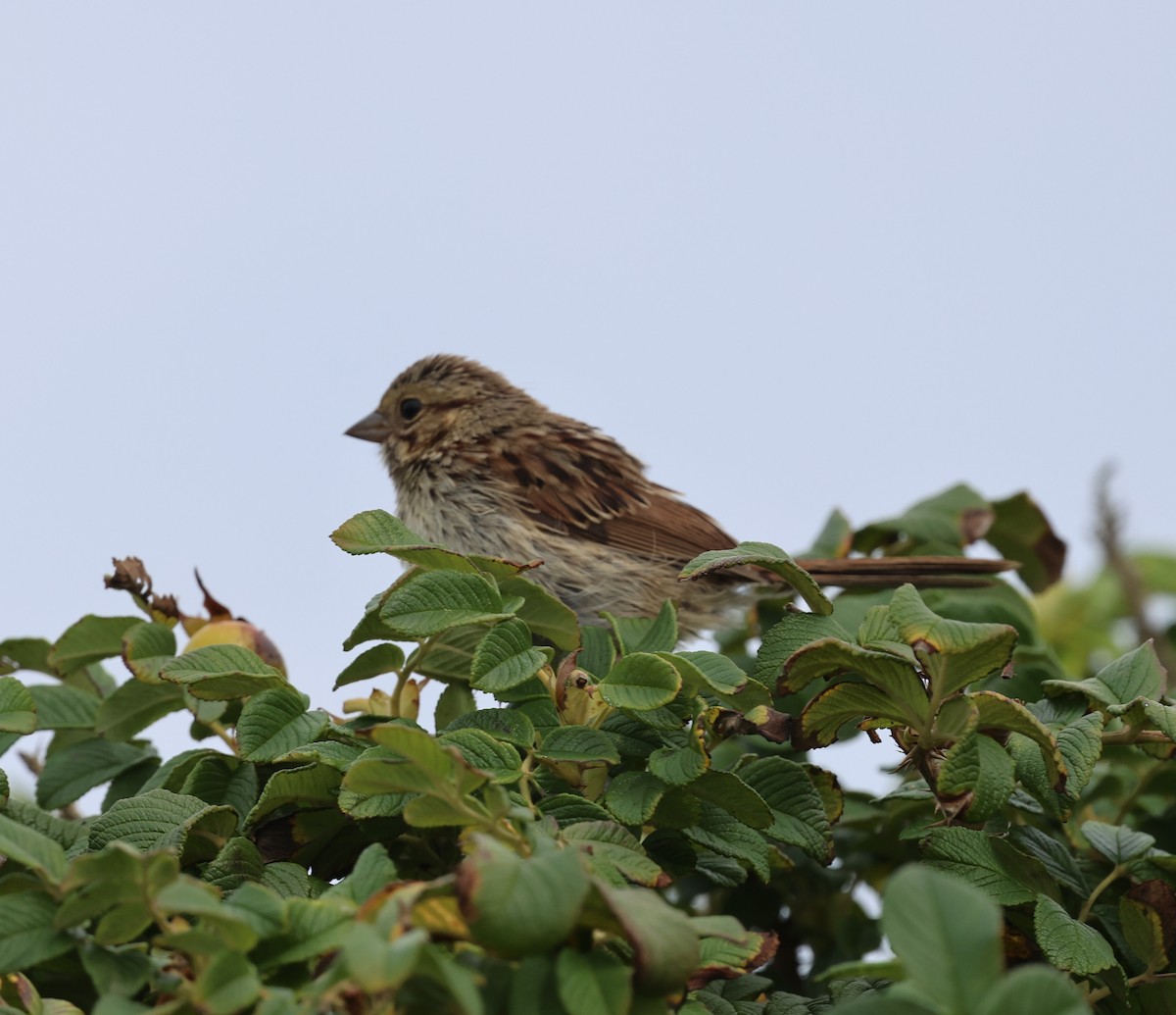 Song Sparrow - ML641943302