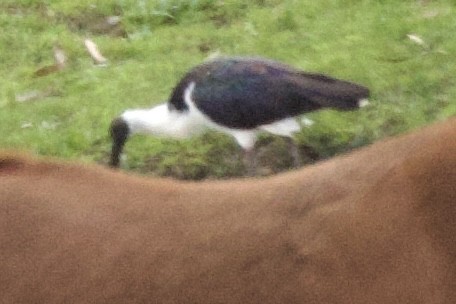 Straw-necked Ibis - ML641943304